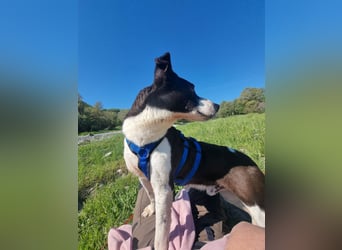 Ahoi – hier kommt Jack, der kleine Pirat auf vier Pfoten!