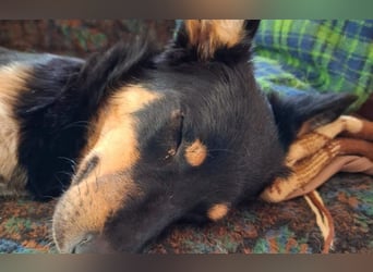 menschenbezogene Mali