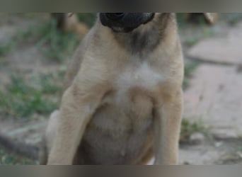neugierige Winnie