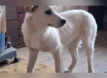 Energierbündel Angie