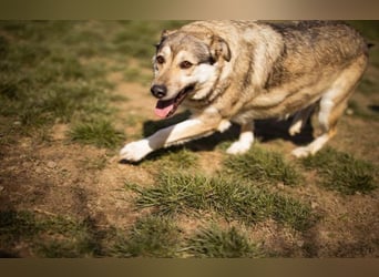 sanftmütige Sibilla