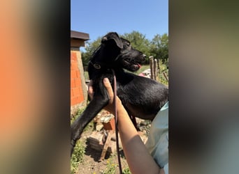 Flaschenkind Enni