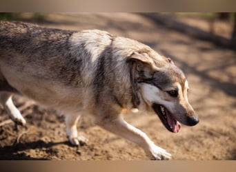 sanftmütige Sibilla