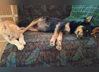 menschenbezogene Mali