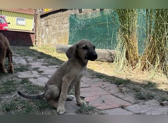 neugierige Winnie