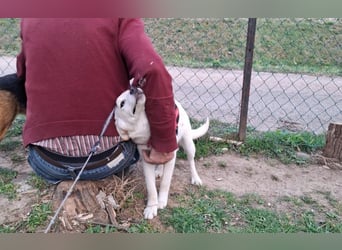 Energierbündel Angie