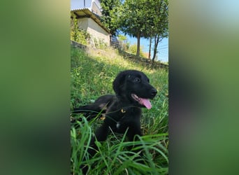 Sonnenschein Mila