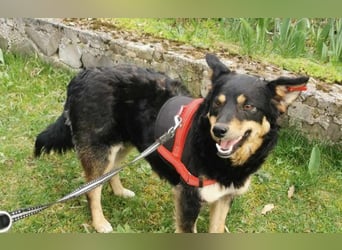 menschenbezogene Mali