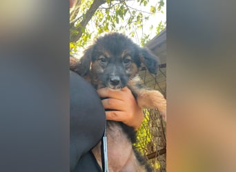 schwerer Start für Corei