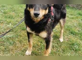 menschenbezogene Mali