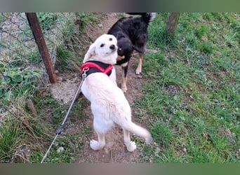 Energierbündel Angie