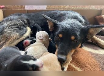 menschenbezogene Mali