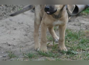 neugierige Winnie
