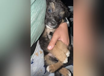 schwerer Start für Corei