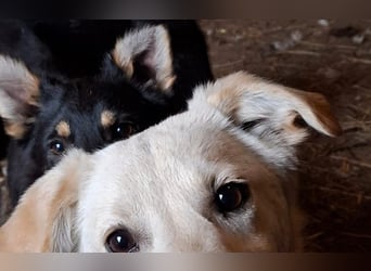 Energierbündel Angie