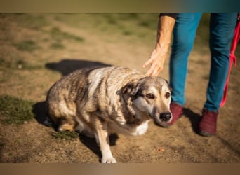 sanftmütige Sibilla