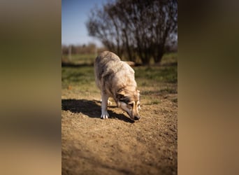 sanftmütige Sibilla