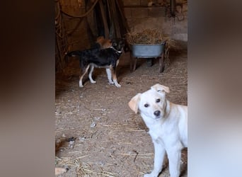 Energierbündel Angie