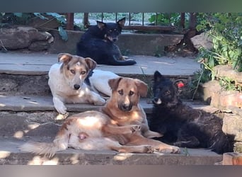 menschenbezogene Mali