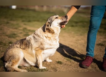 sanftmütige Sibilla