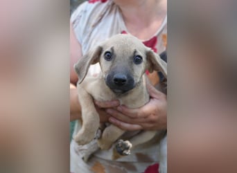 neugierige Winnie