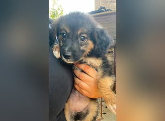 schwerer Start für Corei