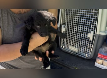 kleine Kämpferin Tamina