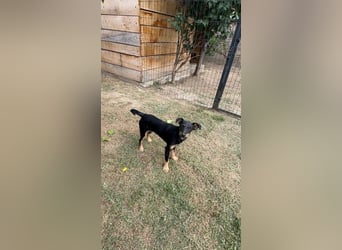 Charmante Didi