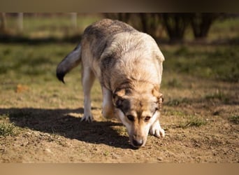 sanftmütige Sibilla