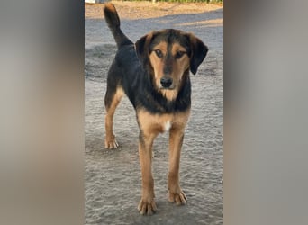 Rockie, geb. ca. 07/2025, lebt in GRIECHENLAND, im städt. Tierheim Serres