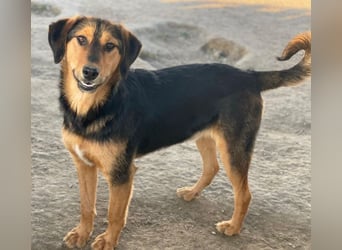 Rockie, geb. ca. 07/2025, lebt in GRIECHENLAND, im städt. Tierheim Serres