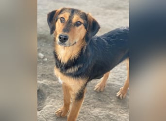 Rockie, geb. ca. 07/2025, lebt in GRIECHENLAND, im städt. Tierheim Serres