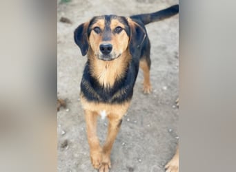 Rockie, geb. ca. 07/2025, lebt in GRIECHENLAND, im städt. Tierheim Serres