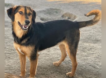 Rockie, geb. ca. 07/2025, lebt in GRIECHENLAND, im städt. Tierheim Serres