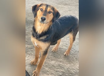 Rockie, geb. ca. 07/2025, lebt in GRIECHENLAND, im städt. Tierheim Serres