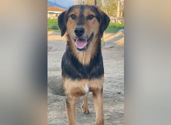 Rockie, geb. ca. 07/2025, lebt in GRIECHENLAND, im städt. Tierheim Serres