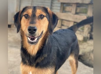 Rockie, geb. ca. 07/2025, lebt in GRIECHENLAND, im städt. Tierheim Serres