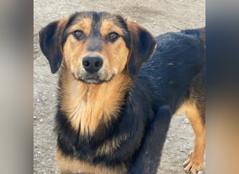 Rockie, geb. ca. 07/2025, lebt in GRIECHENLAND, im städt. Tierheim Serres