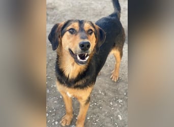 Rockie, geb. ca. 07/2025, lebt in GRIECHENLAND, im städt. Tierheim Serres