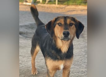 Rockie, geb. ca. 07/2025, lebt in GRIECHENLAND, im städt. Tierheim Serres