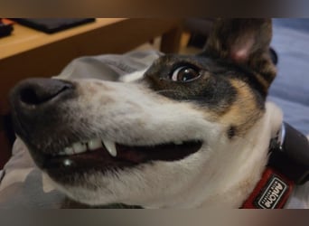 DIPS - aktiver, kluger Junghund sucht sein Zuhause