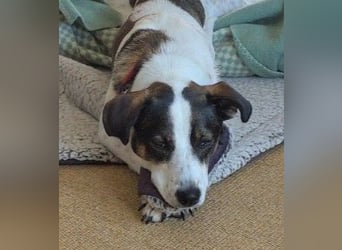 DIPS - aktiver, kluger Junghund sucht sein Zuhause