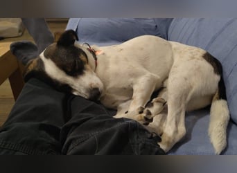 DIPS - aktiver, kluger Junghund sucht sein Zuhause