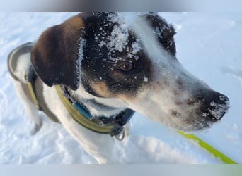 DIPS - aktiver, kluger Junghund sucht sein Zuhause