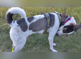 Dips, kleiner Charmeur wartet auf seine Herzensmenschen