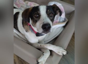 DIPS - aktiver, kluger Junghund sucht sein Zuhause