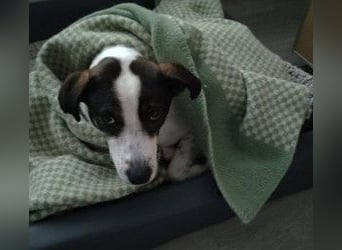 DIPS - aktiver, kluger Junghund sucht sein Zuhause