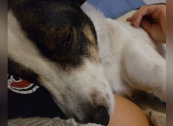 Dips, kleiner Charmeur wartet auf seine Herzensmenschen