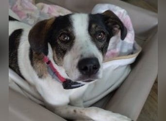 Dips, kleiner Charmeur wartet auf seine Herzensmenschen