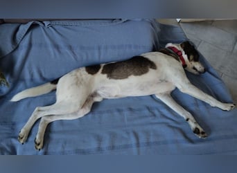 DIPS - aktiver, kluger Junghund sucht sein Zuhause